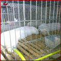 Mesh Wire Farming Rabbit Cage en Kenia Farm for Hot Sale